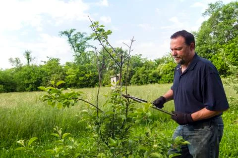 Farmer Pruning A Apple Tree Stock Photos