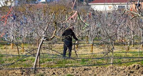 Farmer pruning apple tree on a sunny winter day Stock Photos
