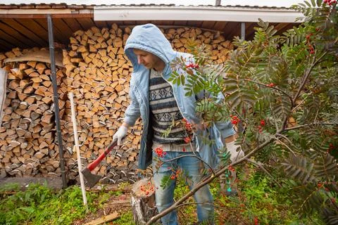 Farmer pruning branch of tree with axe at farm. Man in jacket cutting wood Foto stock