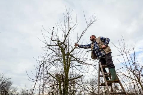 Farmer is pruning branches of fruit trees in orchard using long loppers on la Stock Photos
