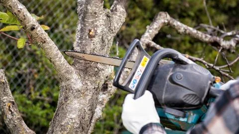 Farmer pruning a cherry tree in autumn. Agriculture. Stock Photos
