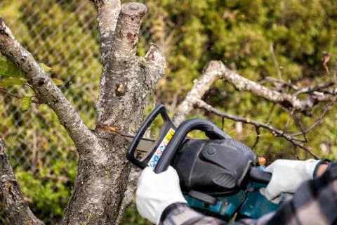 Farmer pruning a cherry tree in autumn. Agriculture. Stock Photos