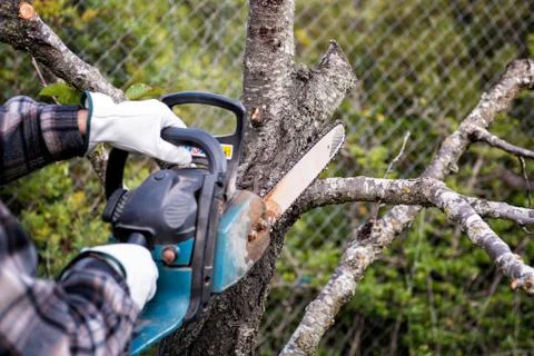 Farmer pruning a cherry tree in autumn. Agriculture. Stock Photos