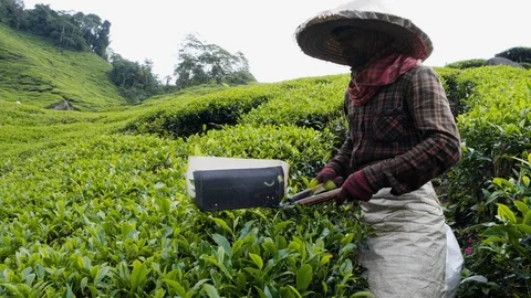Farmer pruning fresh leaf tea bushes, plantation in Cameron Highlands, Malaysia Stock Footage 146536319