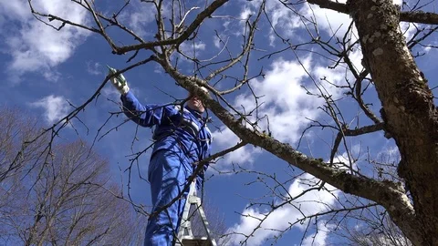 Farmer pruning fruit tree twigs in orchard standing on high ladder Stock Footage 71408209