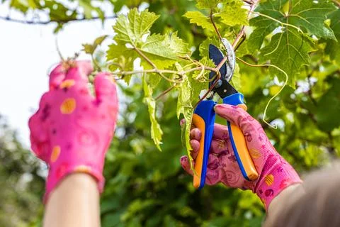 Farmer pruning grape vines with pruning shears. Stock Photos