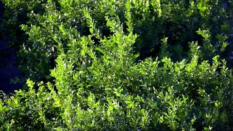 Farmer pruning lemon trees branches in organic ecological plantation in Spain. 库存影片 119546757