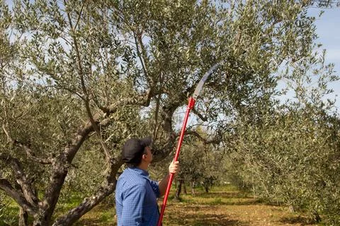 Farmer pruning an olive tree with a saw Stock Photos