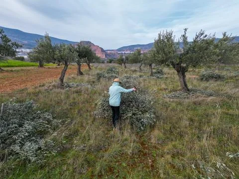 Farmer pruning olive trees in olive grove field Stockfoto's