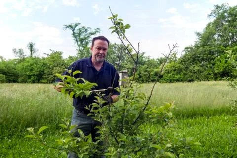 Farmer Pruning A Organic Apple Tree 写真素材
