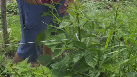 Farmer pruning raspberry bushes in garden Stock Footage 338408093