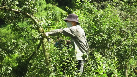 Farmer Pruning Trees With Chainsaw Stock Footage 327276593