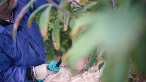 Farmer pruning trees with electric  pruning shears branch cutter Vídeos de archivo 234285407