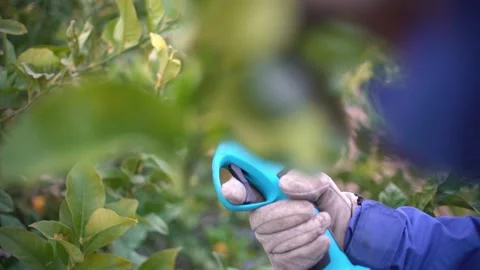 Farmer pruning trees with electric  pruning shears branch cutter Stock-Footage 234285439