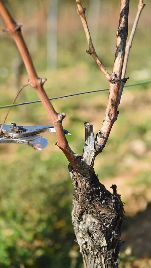 Farmer pruning the vine in winter. Agriculture. Stock Footage 233277942