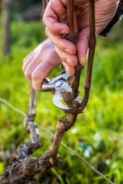 Farmer pruning the vine in winter. Agriculture. Stock Photos