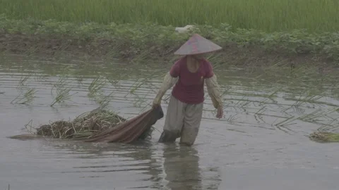 Farmer pulling basket of seedlings while wading in water field Stock-Footage 343580656