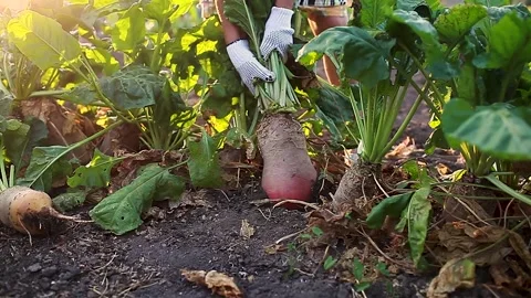 Farmer pulling beetroot out of soil. Autumn harvesting. Picking vegetables. Stock Footage 132360188
