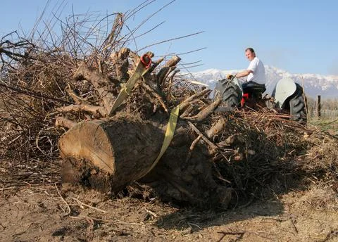 Farmer pulling tree stump Stock Photos
