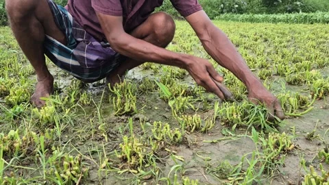 Farmer Pulling Weeds From Vegetable Field Low Angle Medium Shot Bangladesh Stock Footage 338445707