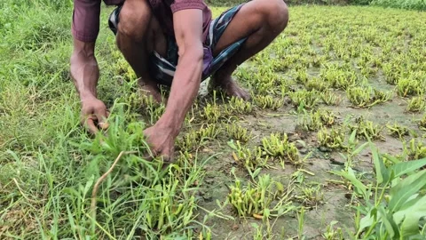 Farmer Pulling Weeds From Vegetable Field Low Angle Medium Shot Bangladesh Stock Footage 338445727