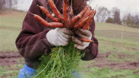 A farmer pulls a bunch of carrots from the ground and arranges them Stock Footage 159015037