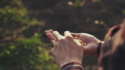 Farmer pulls corn grain seeds in the palm of his hand, selection of defectiv Stock Footage 197488423