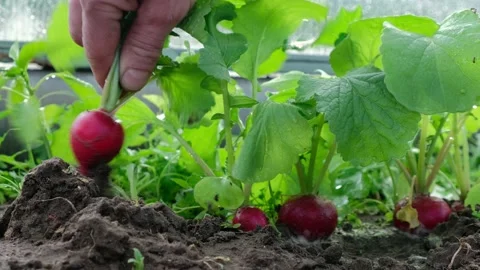 Farmer pulls fresh organic radish from the ground, close-up. Natural eco farming Stock Footage 196791019