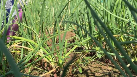 A farmer pulls green onions from the ground across a cultivated plantation plot Vidéo 333910306