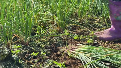 A farmer pulls green onions from the soil by hand across a cultivated plantation Stock Footage 332554569