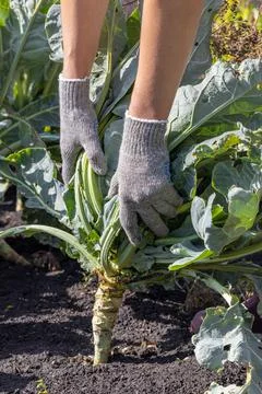 A farmer pulls out a head of cabbage Stock Photos