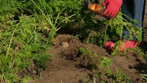 Farmer pulls out organic carrots and discovers carrots eaten by mice.  Stock Footage 286194710