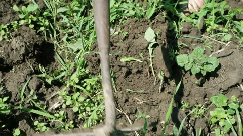Farmer pulls out weeds with a hand tool Stock Footage 156546769