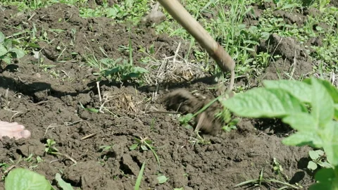 A farmer pulls out weeds with hand garden tools. Stock Footage 156547329
