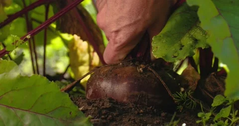 Farmer Pulls Red Beets from the Ground. Stock Footage 159283069