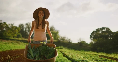 Farmer pushing wheelbarrow Stock Footage 109312981