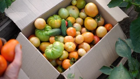 The farmer put in a box vegetables-tomatoes. Organic Crop Of Agricultural 動画素材 115259450
