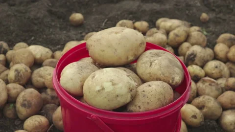 Farmer put fresh potatoes in to plastic bucket close up Stock Footage 135380197