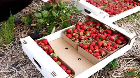Farmer is puts bast baskets with strawberry in the box Stock Footage 140671961