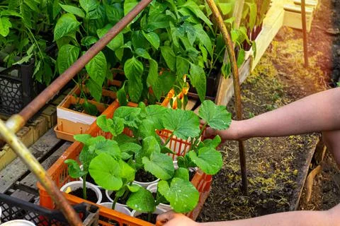 A farmer puts boxes with seedlings of pepper and zucchini in a greenhouse Stock Photos
