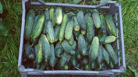 Farmer puts cucumbers in a box.. Concept of biological Stockbeeldmateriaal 123266692