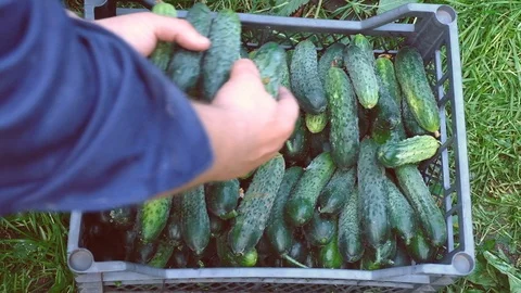 Farmer puts cucumbers in a box.. Concept of biological Stockbeeldmateriaal 123266742