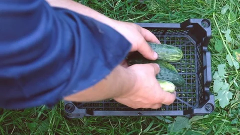 Farmer puts cucumbers in a box.. Concept of biological 库存影片 123267030