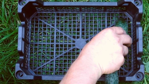 Farmer puts cucumbers in a box.. Concept of biological Stockbeeldmateriaal 123267264