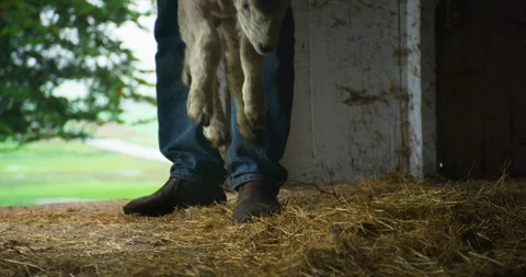 A farmer puts down a small lamb in a barn. Stock-Footage 88373967
