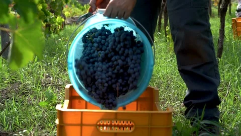 Farmer puts the grapes in the box Video stock 116618343