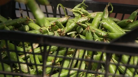 A farmer puts green peas in boxes. Business. Entrepreneurship Stock Footage 109287898