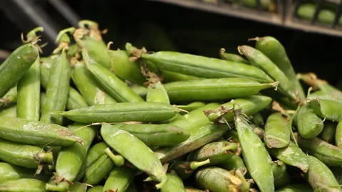 A farmer puts green peas in boxes. Business. Entrepreneurship Stock Footage 109290851