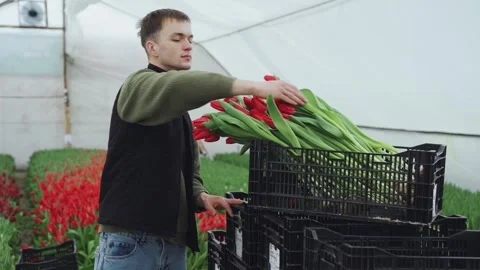 Farmer puts a pulled out red tulip in a box for transportation, smiles at the Stock Footage 292912640