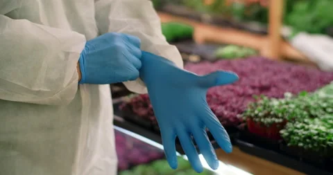 Farmer puts on the rubber gloves, vertical farming, agriculture business, 4k 60p Stock Footage 169511408